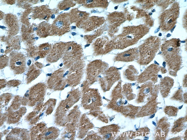 NLRX1 Antibody in Immunohistochemistry (Paraffin) (IHC (P))