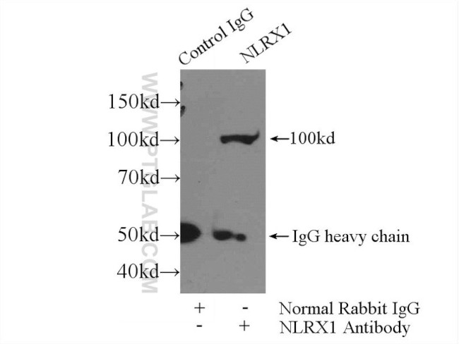 NLRX1 Antibody in Immunoprecipitation (IP)