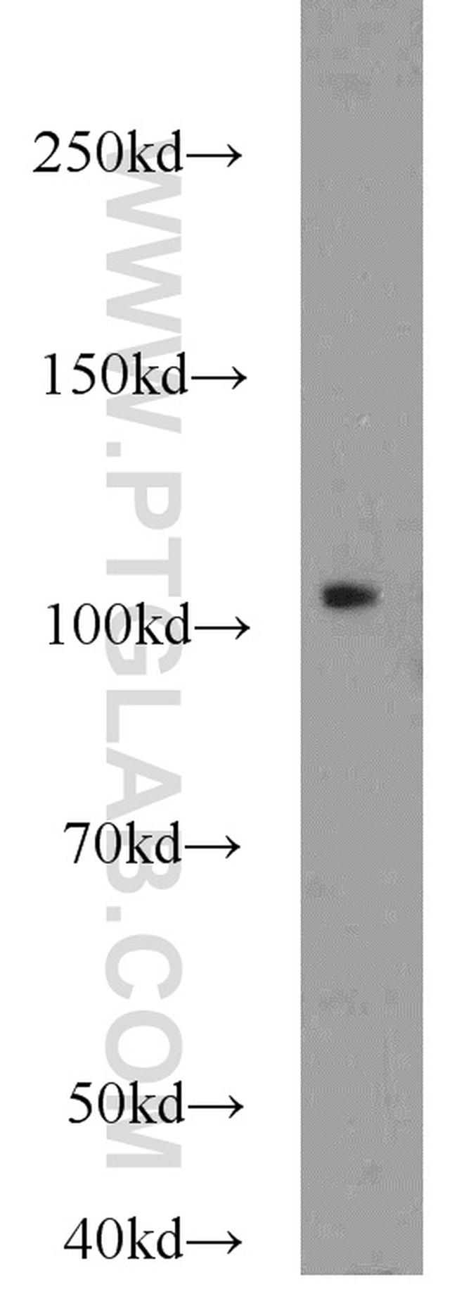 NLRX1 Antibody in Western Blot (WB)