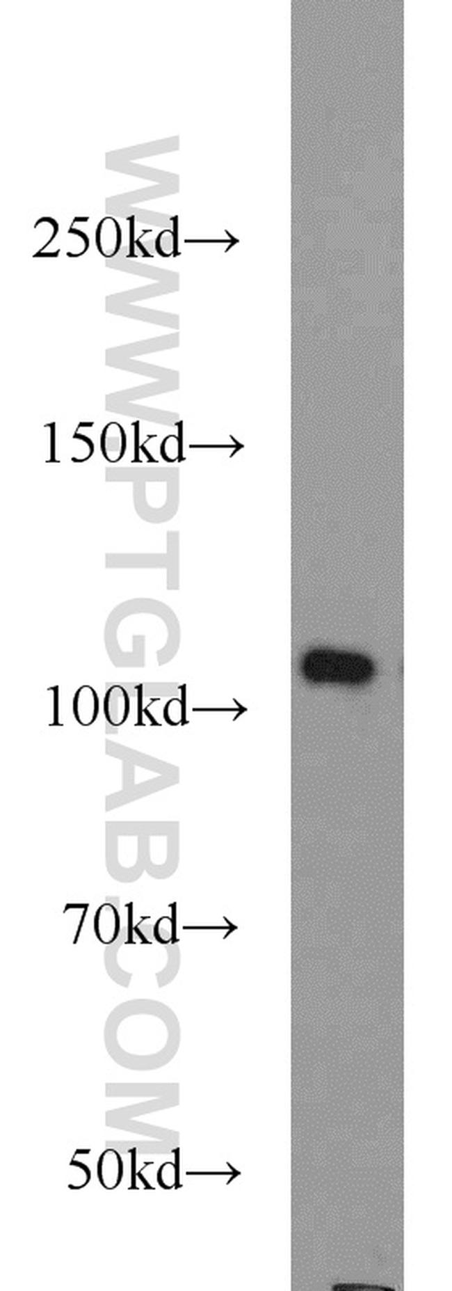 NLRX1 Antibody in Western Blot (WB)