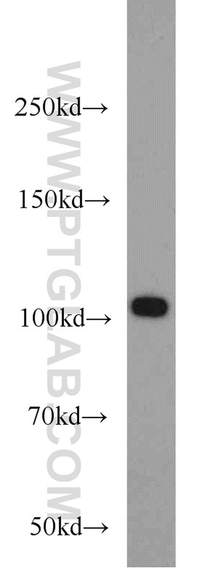 NLRX1 Antibody in Western Blot (WB)