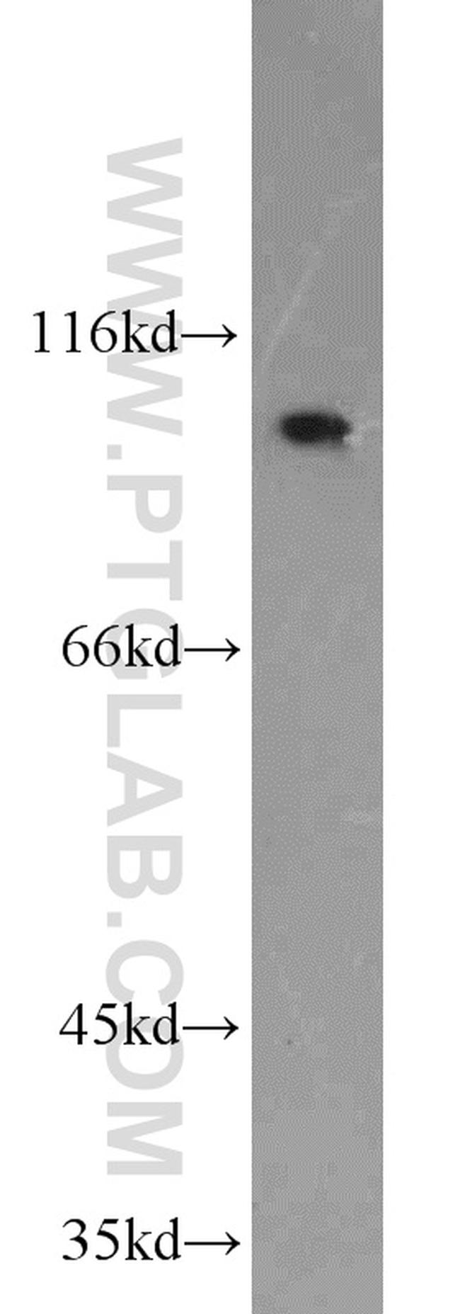 NLRX1 Antibody in Western Blot (WB)