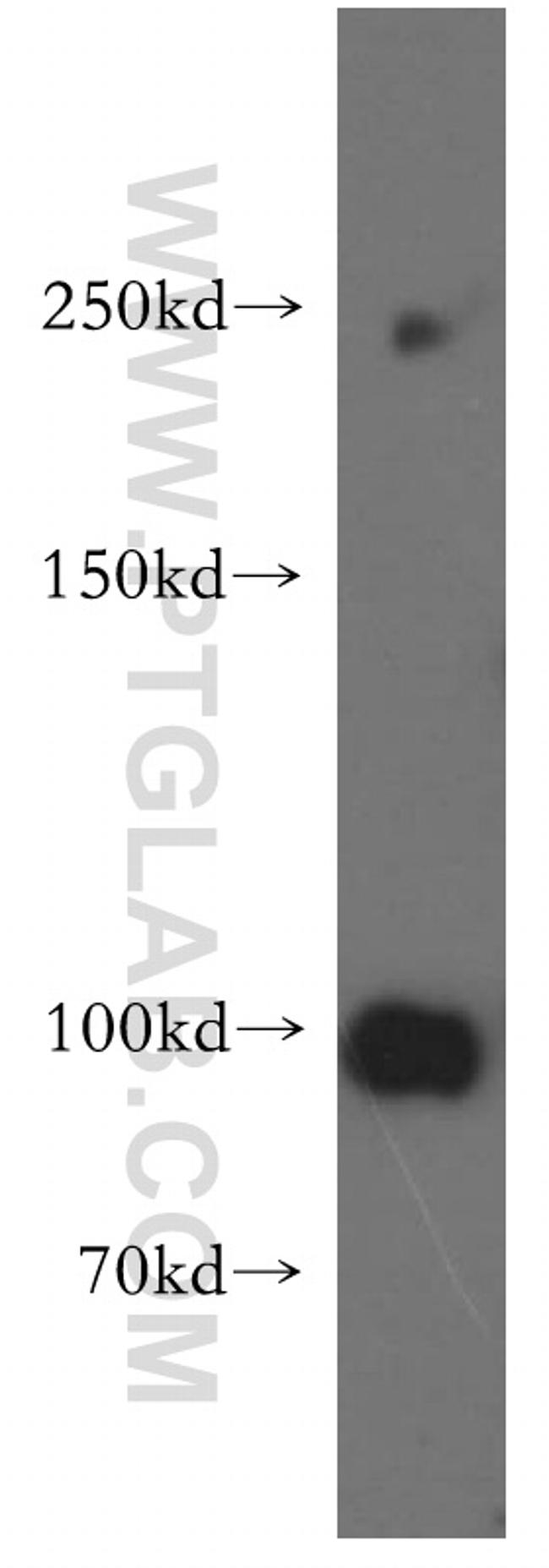 NLRX1 Antibody in Western Blot (WB)