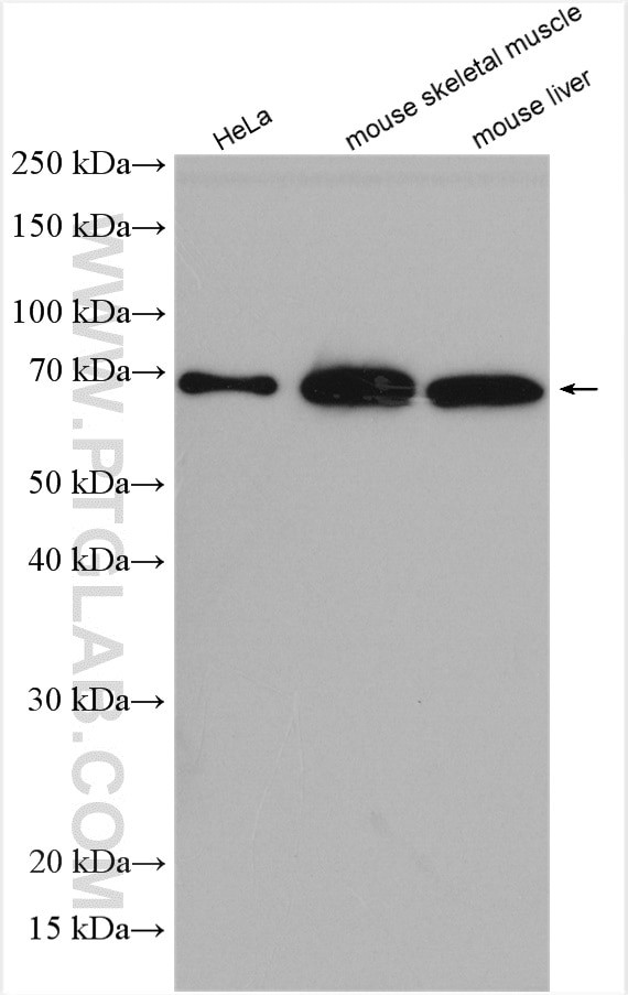 GPD2 Antibody in Western Blot (WB)
