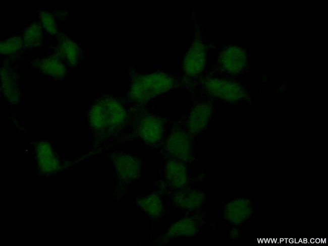 RBM11 Antibody in Immunocytochemistry (ICC/IF)