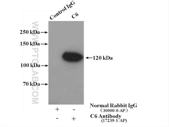 C6 Antibody in Immunoprecipitation (IP)