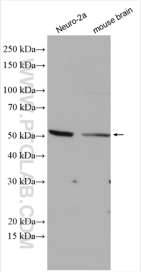 NSUN6 Antibody in Western Blot (WB)