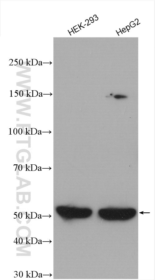 NSUN6 Antibody in Western Blot (WB)