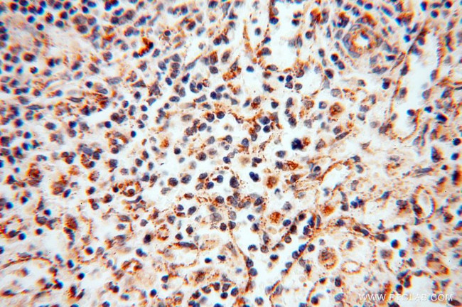 SQRDL Antibody in Immunohistochemistry (Paraffin) (IHC (P))