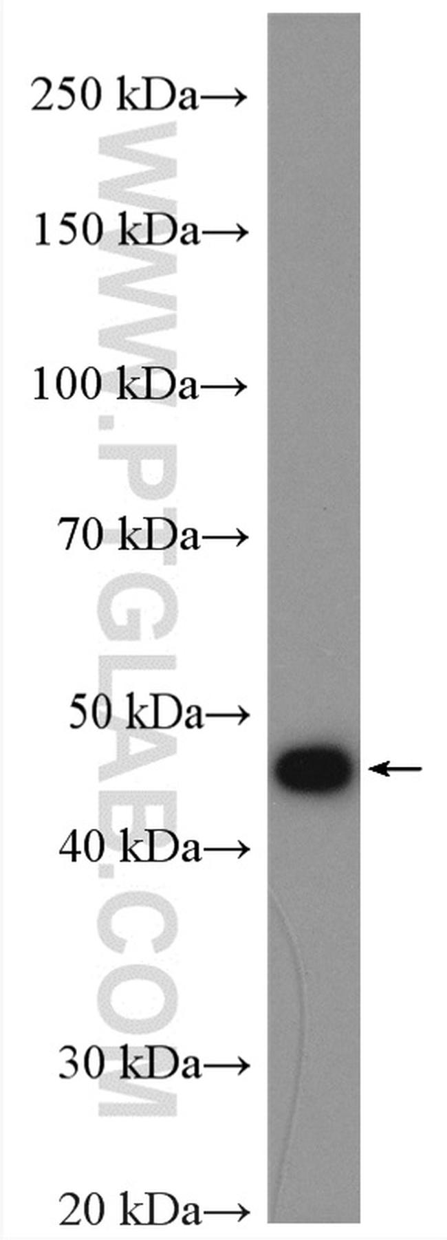 SQRDL Antibody in Western Blot (WB)