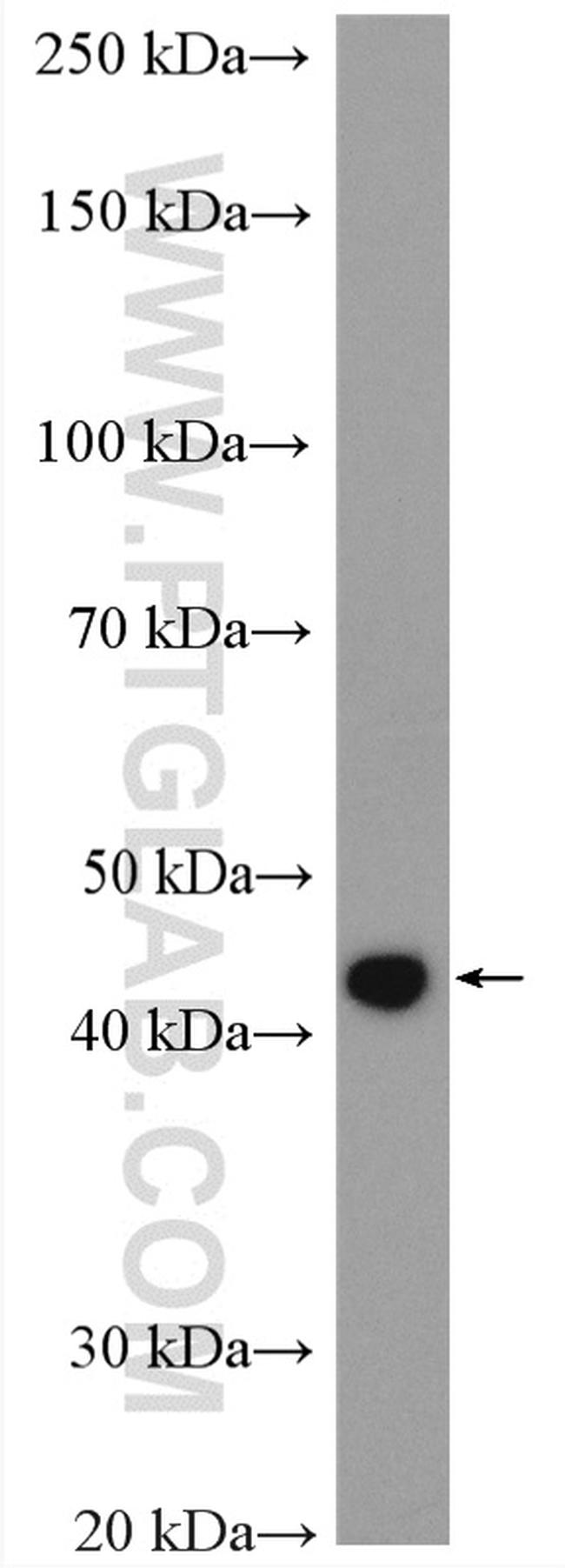 SQRDL Antibody in Western Blot (WB)