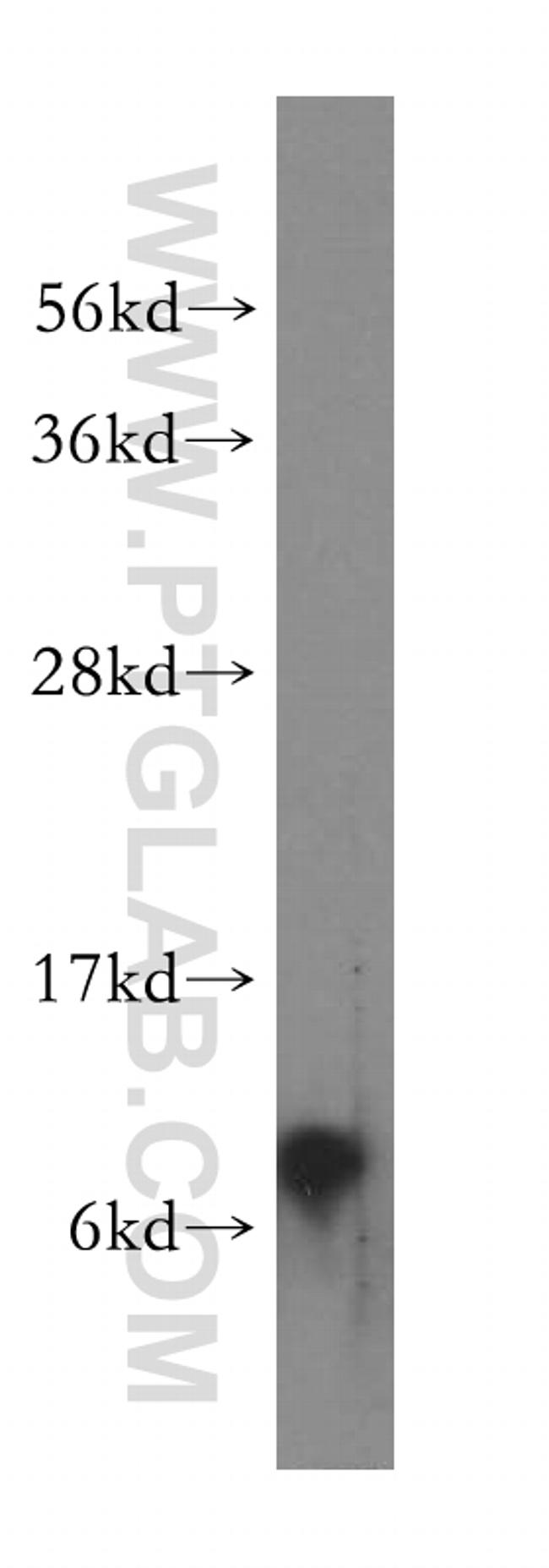 NDUFA3 Antibody in Western Blot (WB)