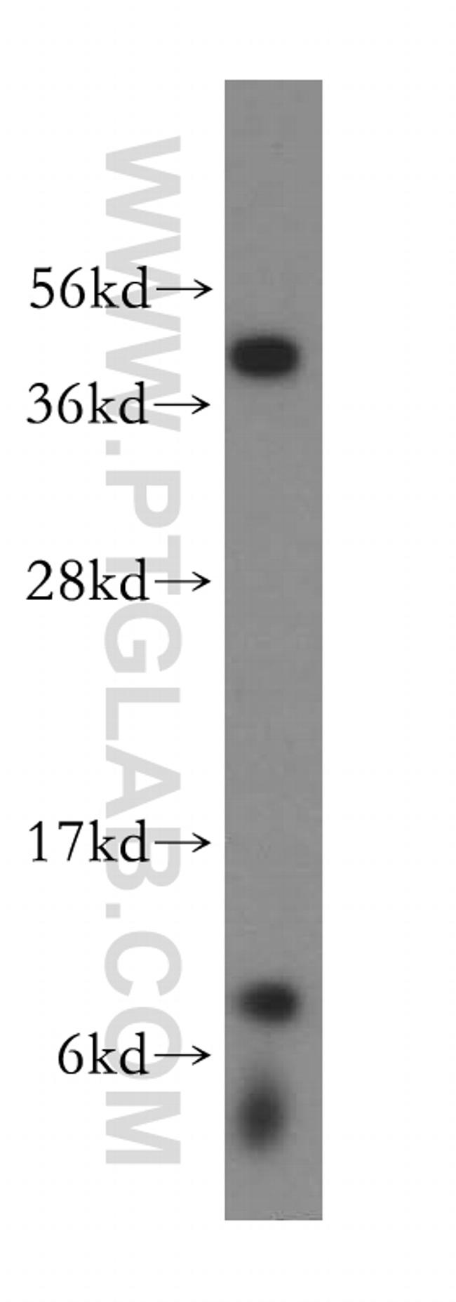 NDUFA3 Antibody in Western Blot (WB)