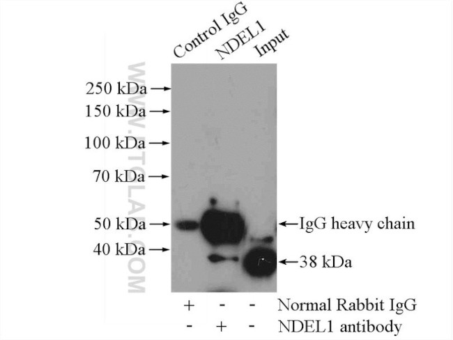 NDEL1 Antibody in Immunoprecipitation (IP)