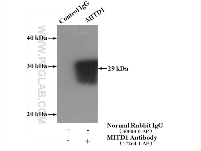 MITD1 Antibody in Immunoprecipitation (IP)