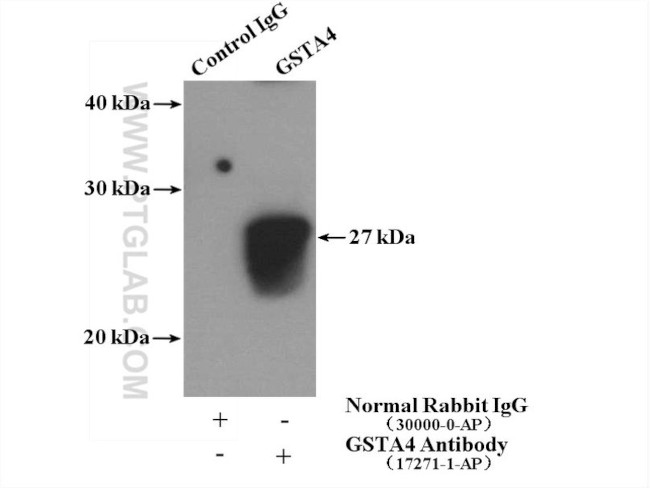 GSTA4 Antibody in Immunoprecipitation (IP)