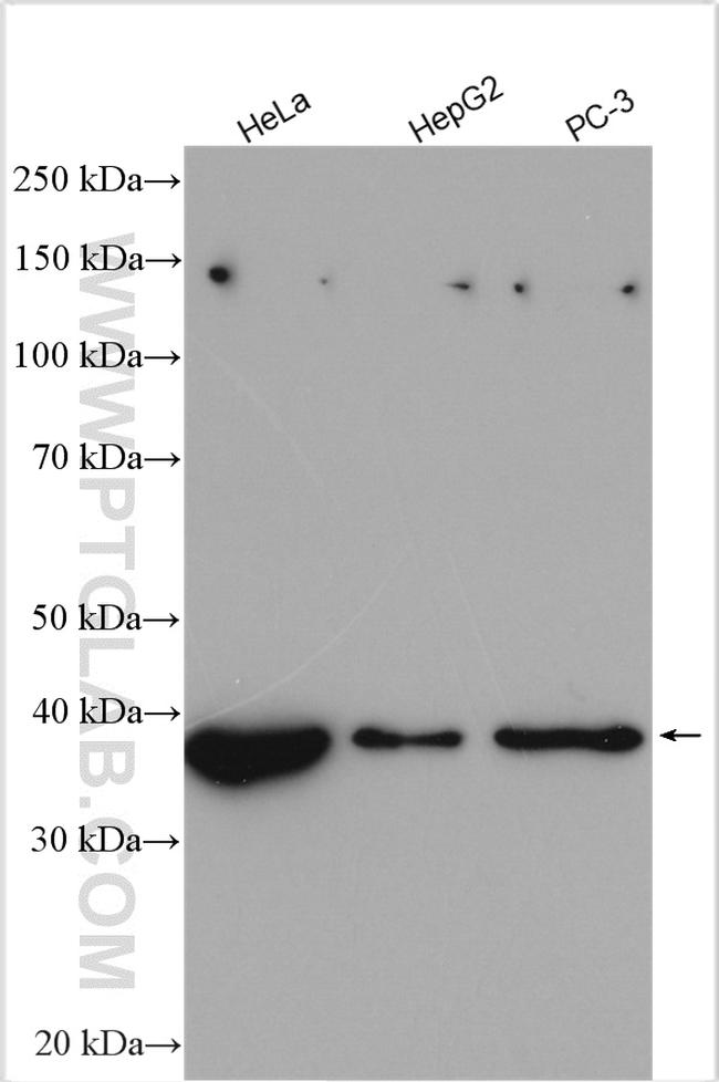 LARP2 Antibody in Western Blot (WB)