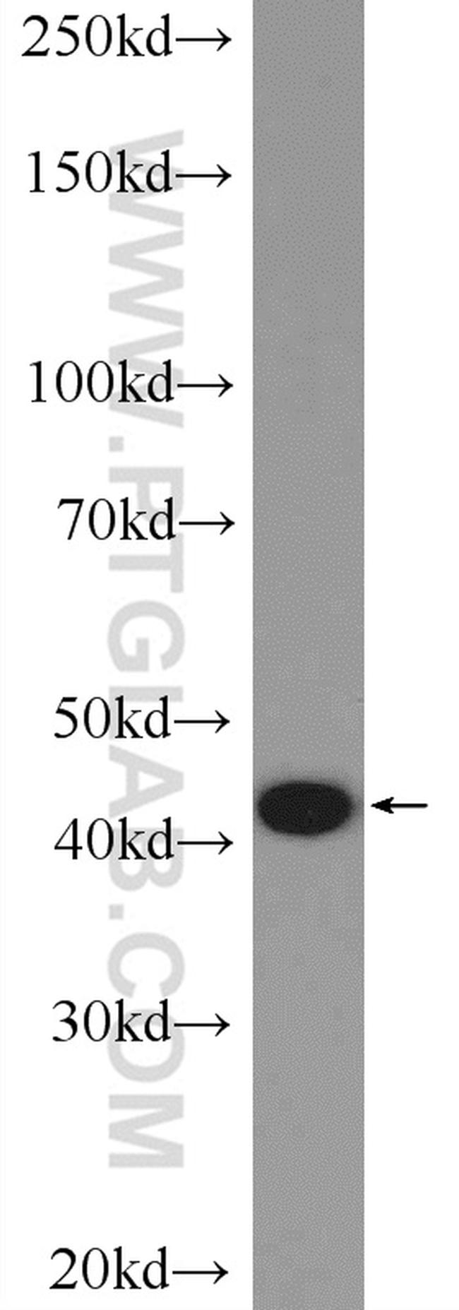 MRPS27 Antibody in Western Blot (WB)