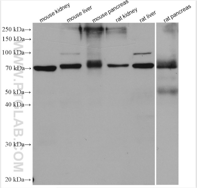 SLC39A5 Antibody in Western Blot (WB)