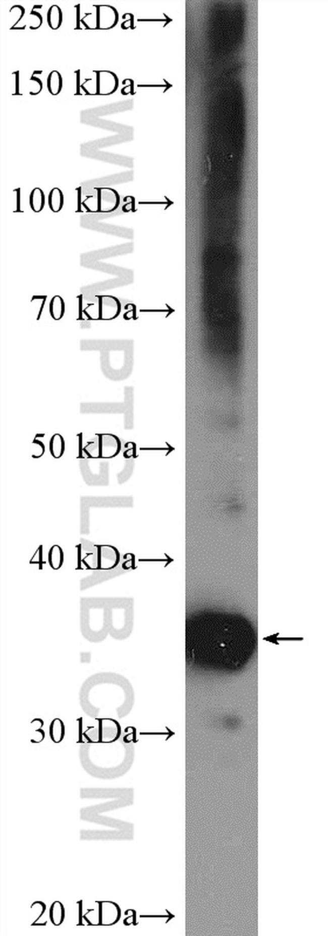 BXDC2 Antibody in Western Blot (WB)