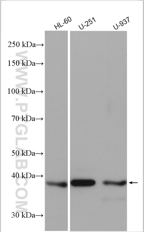 ERLIN1 Antibody in Western Blot (WB)