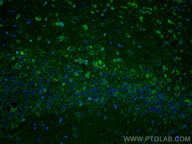 PLD3 Antibody in Immunohistochemistry (PFA fixed) (IHC (PFA))