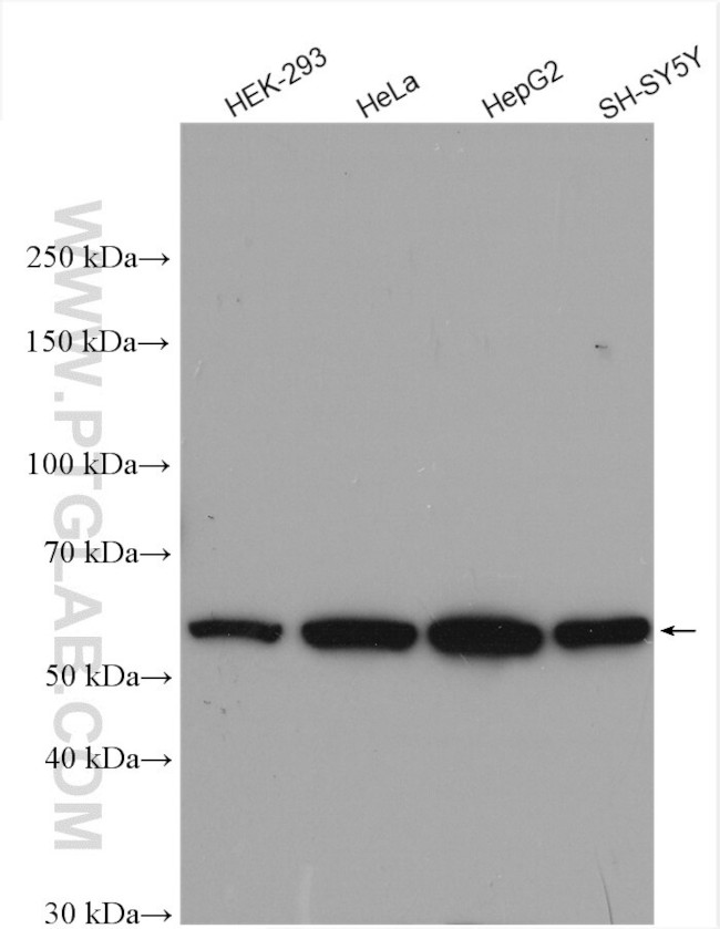 PLD3 Antibody in Western Blot (WB)