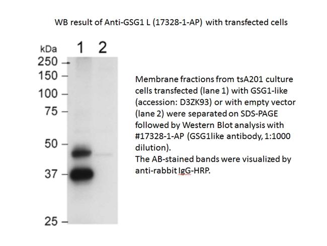 GSG1L Antibody in Western Blot (WB)