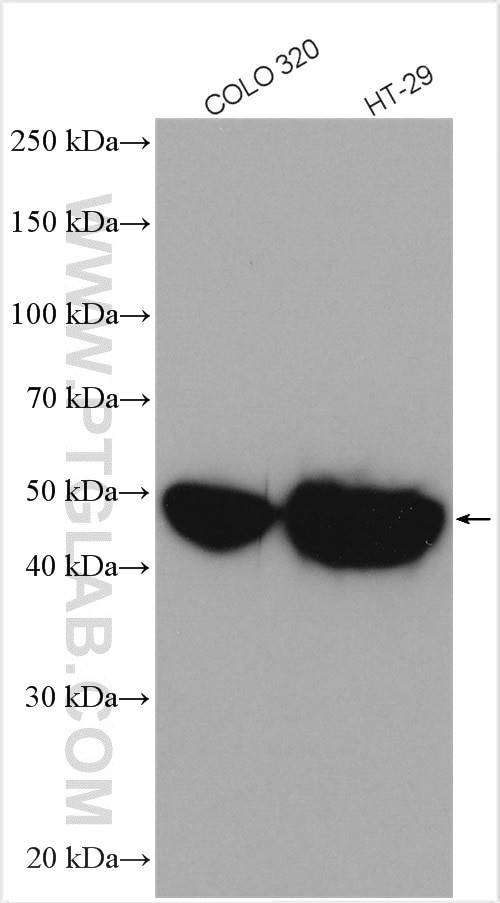 Cytokeratin 20 Antibody in Western Blot (WB)