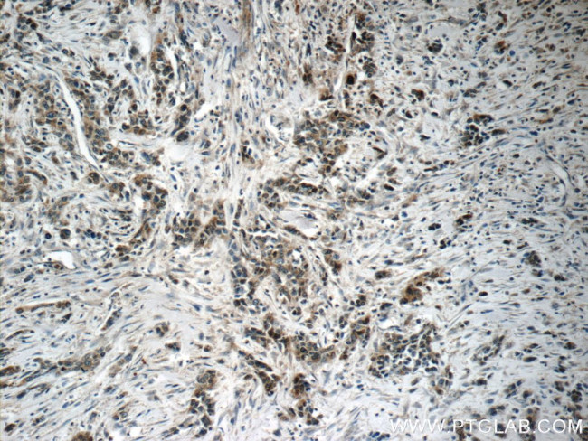 Pepsinogen I Antibody in Immunohistochemistry (Paraffin) (IHC (P))