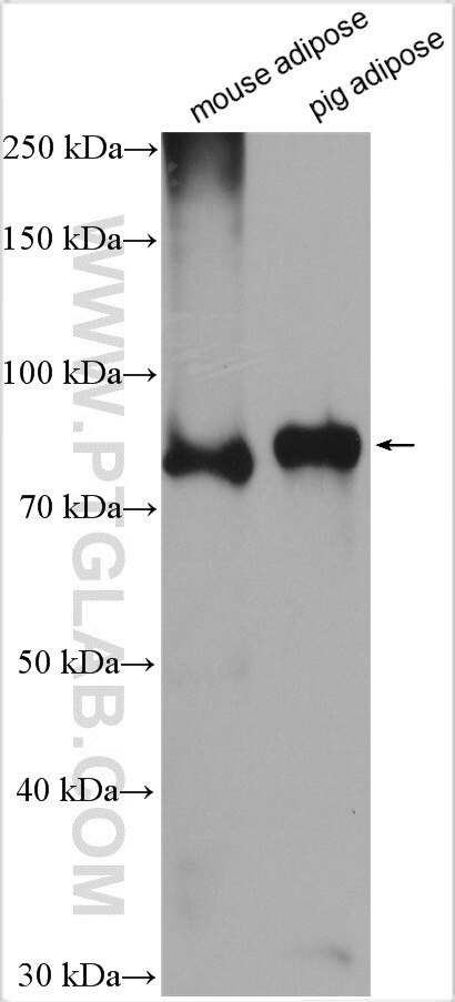 LIPE Antibody in Western Blot (WB)