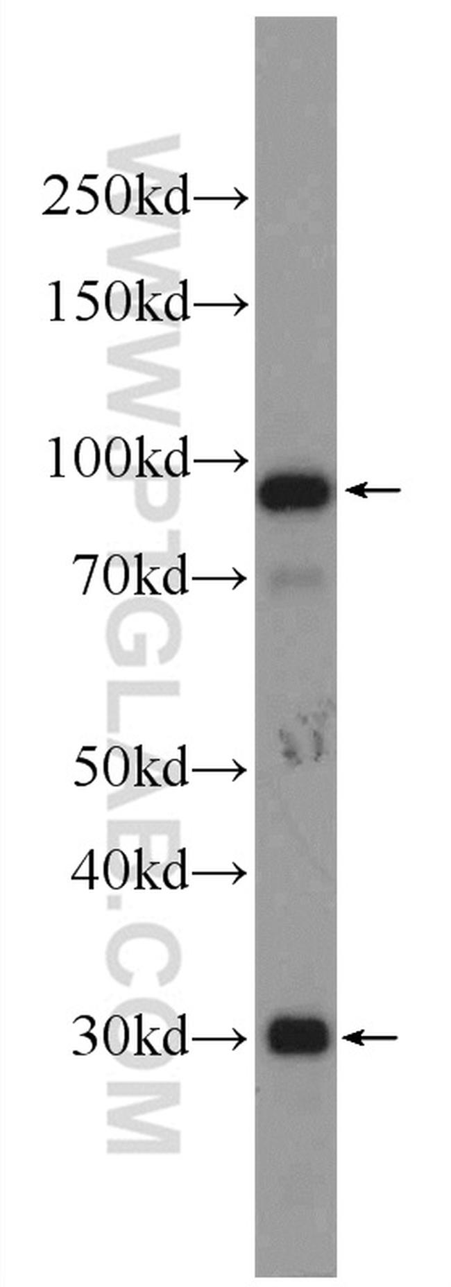 C1R Antibody in Western Blot (WB)