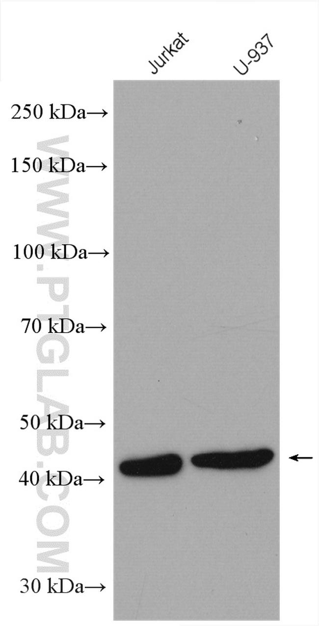 MAPK11 Antibody in Western Blot (WB)