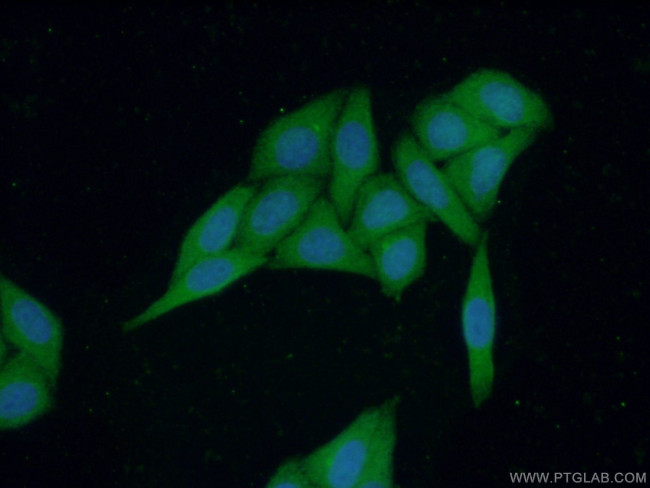 PIGZ Antibody in Immunocytochemistry (ICC/IF)