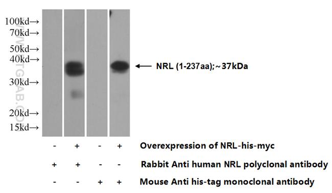 NRL Antibody in Western Blot (WB)