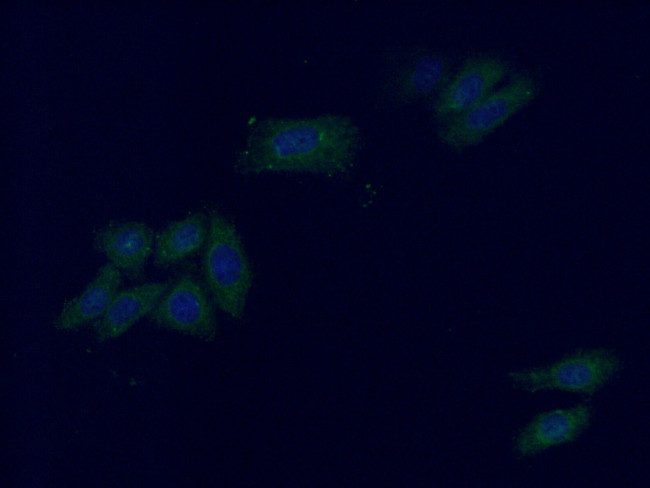 ALDH1L1 Antibody in Immunocytochemistry (ICC/IF)