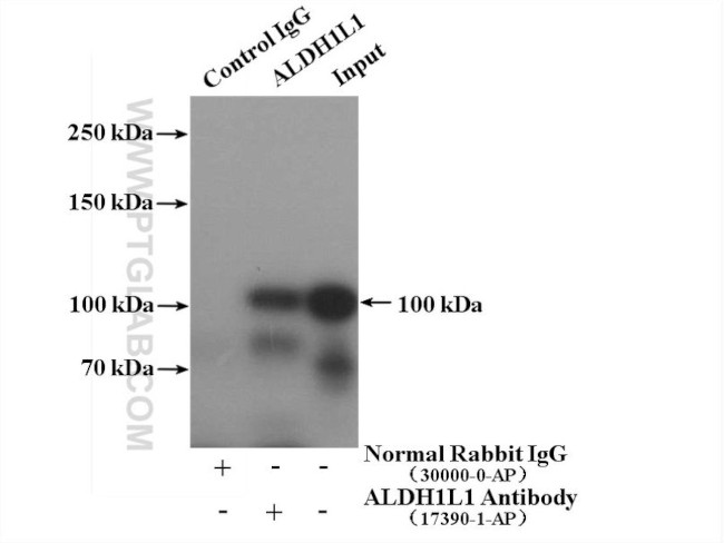 ALDH1L1 Antibody in Immunoprecipitation (IP)