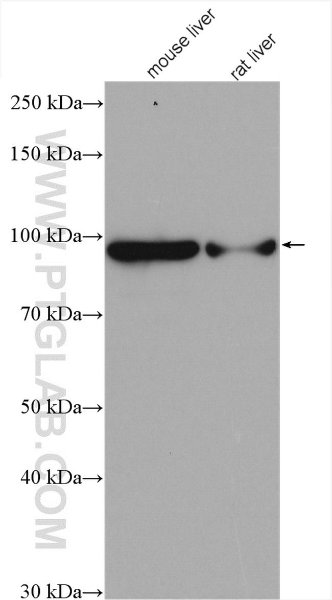 ALDH1L1 Antibody in Western Blot (WB)