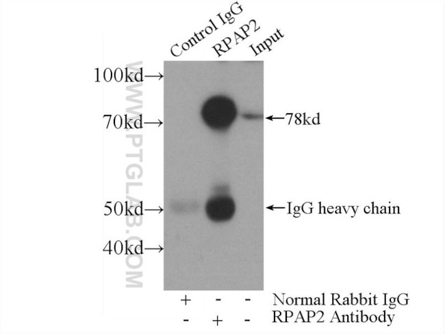 RPAP2 Antibody in Immunoprecipitation (IP)