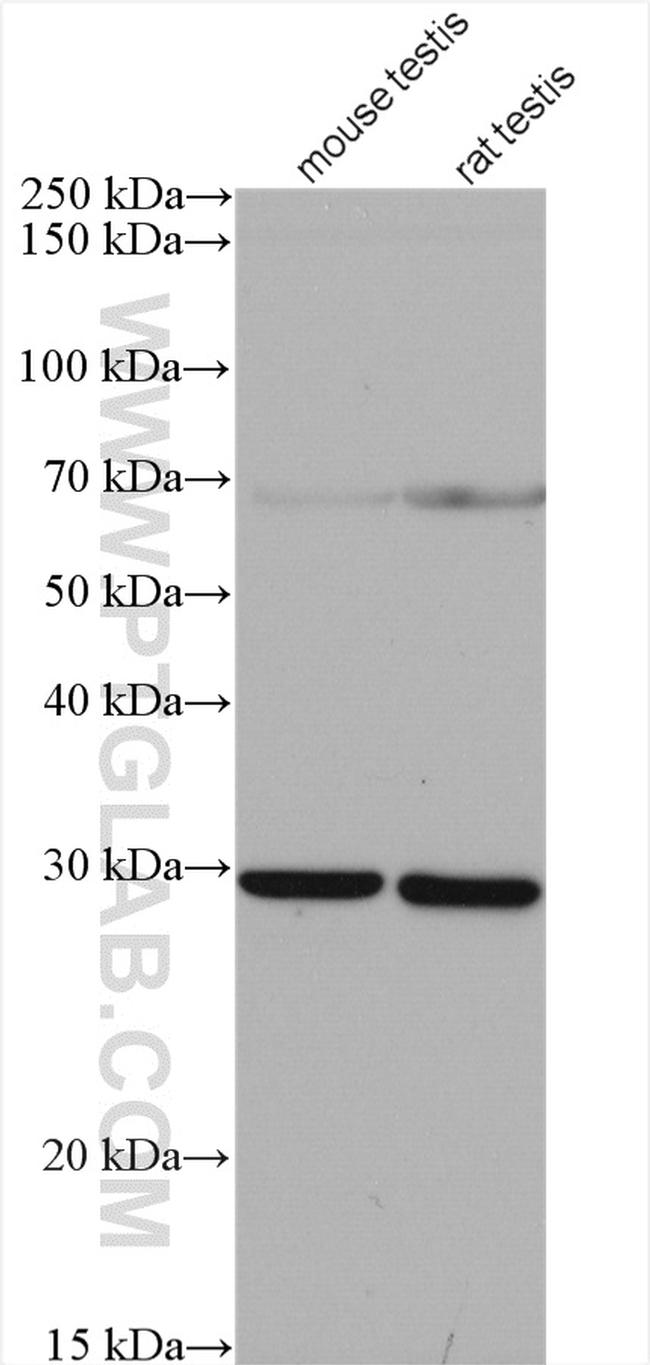 PDCL2 Antibody in Western Blot (WB)