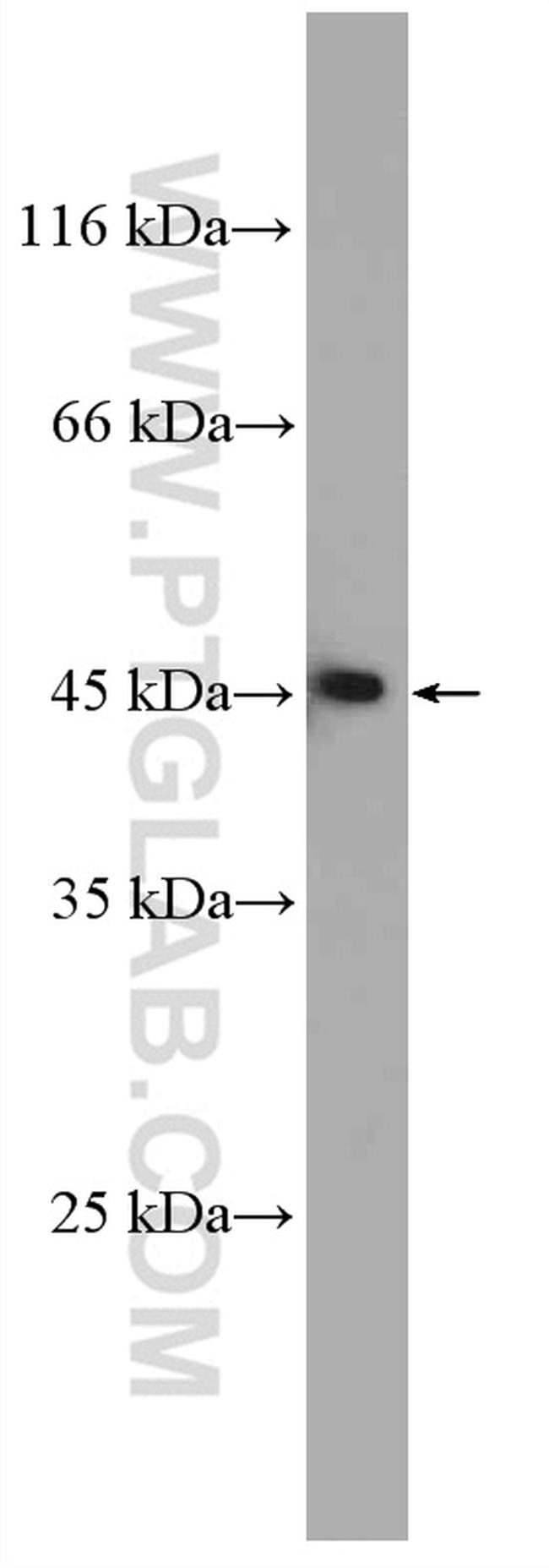 MAGT1 Antibody in Western Blot (WB)