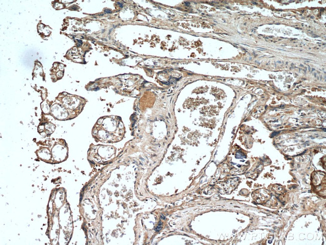 Leptin Antibody in Immunohistochemistry (Paraffin) (IHC (P))