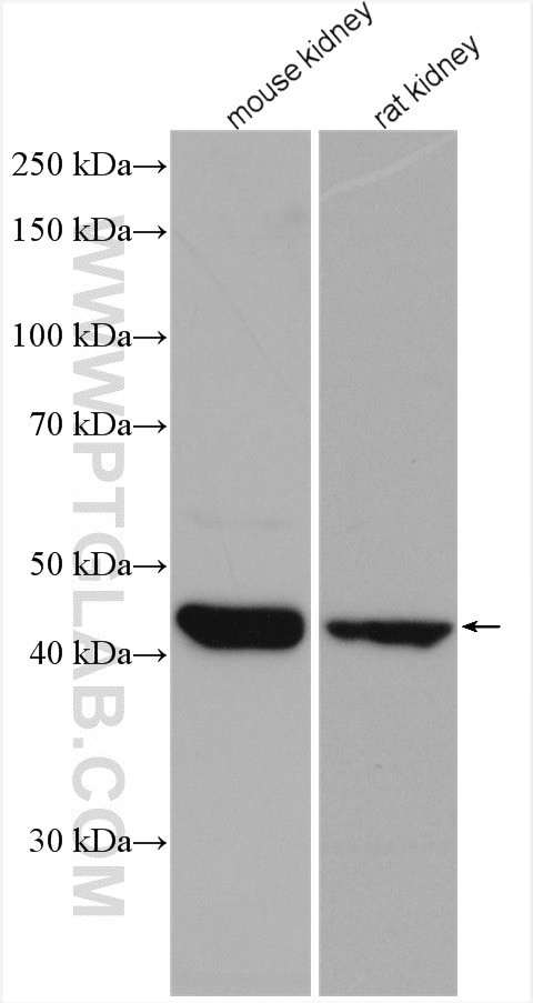 ACADL Antibody in Western Blot (WB)