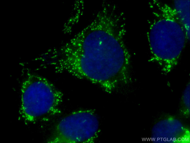 FASTKD2 Antibody in Immunocytochemistry (ICC/IF)