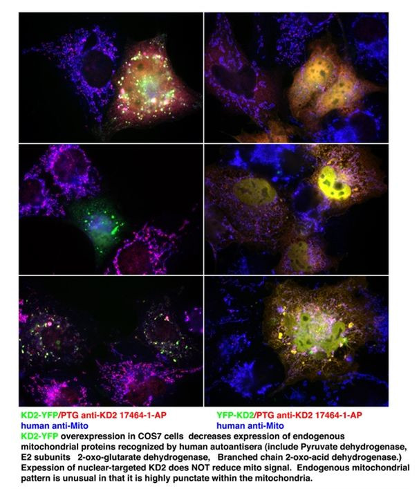 FASTKD2 Antibody in Immunocytochemistry (ICC/IF)