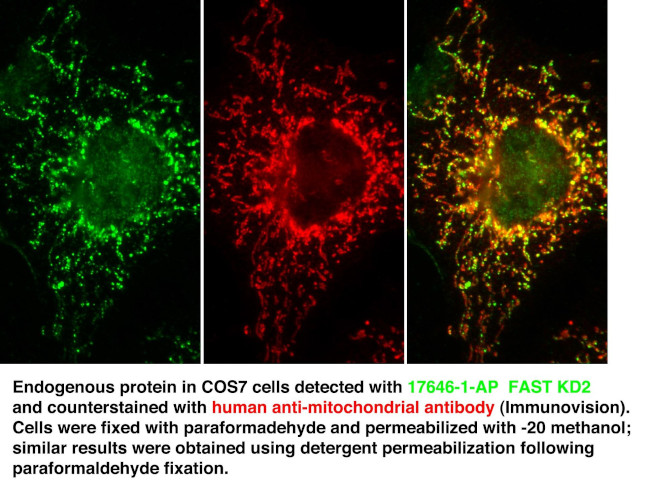 FASTKD2 Antibody in Immunocytochemistry (ICC/IF)