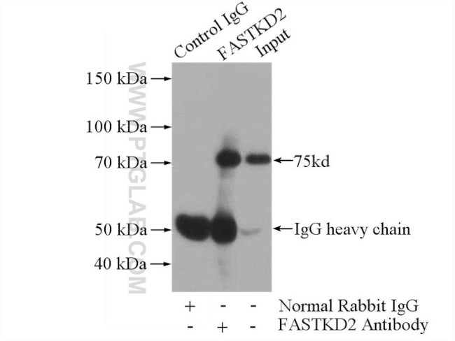 FASTKD2 Antibody in Immunoprecipitation (IP)