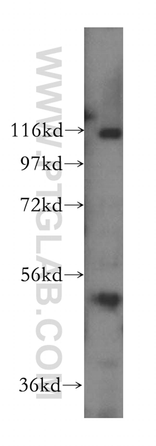 CLUAP1 Antibody in Western Blot (WB)