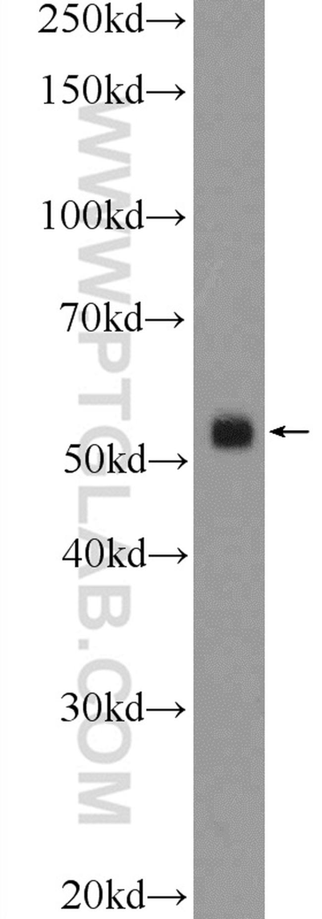 CLUAP1 Antibody in Western Blot (WB)