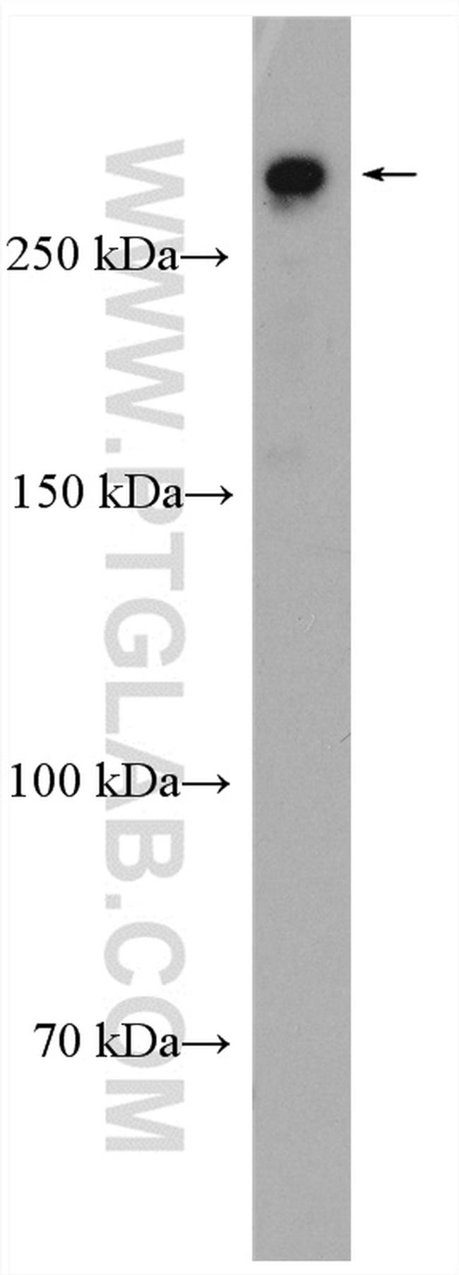 MIA3 Antibody in Western Blot (WB)